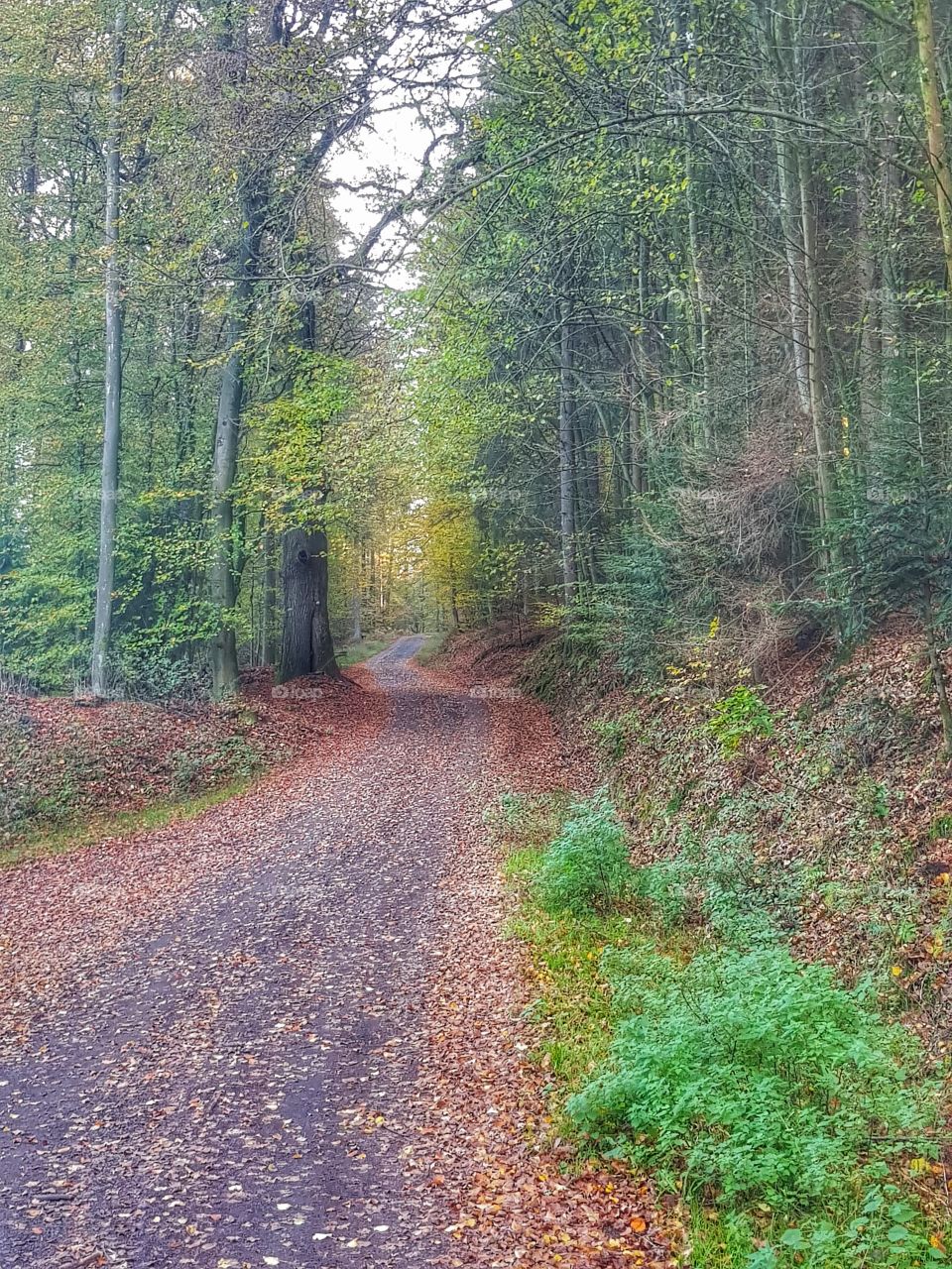 Forest Road in Autumn