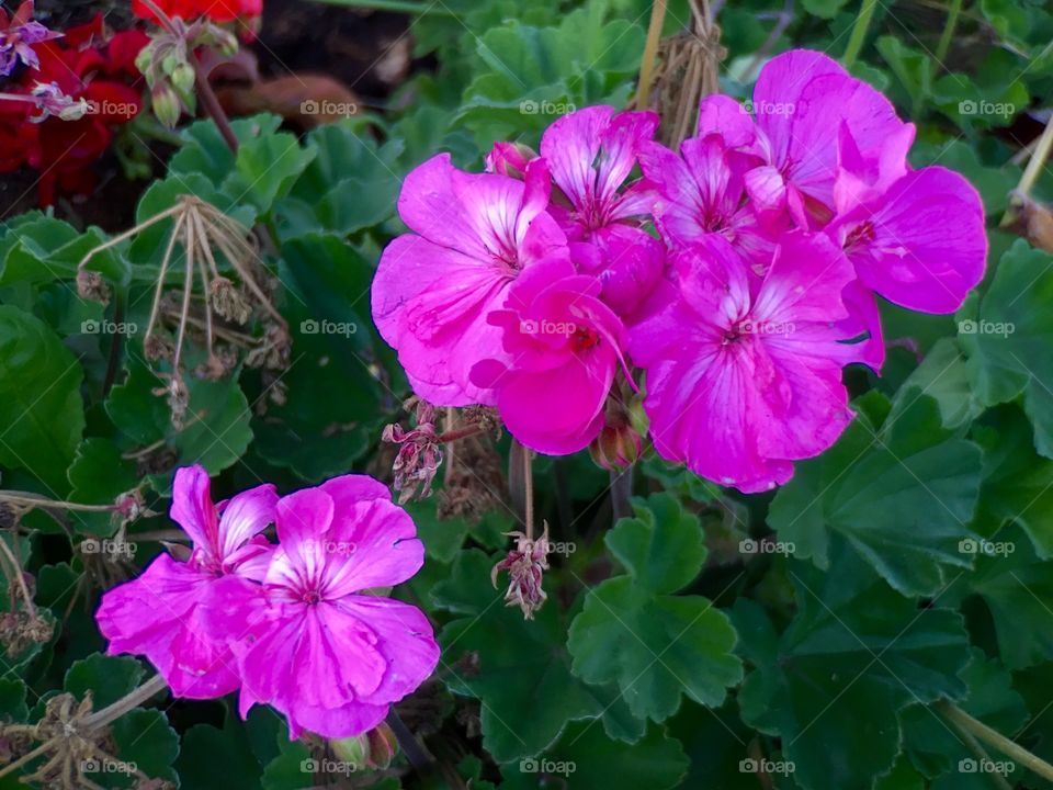 Pink Flowers