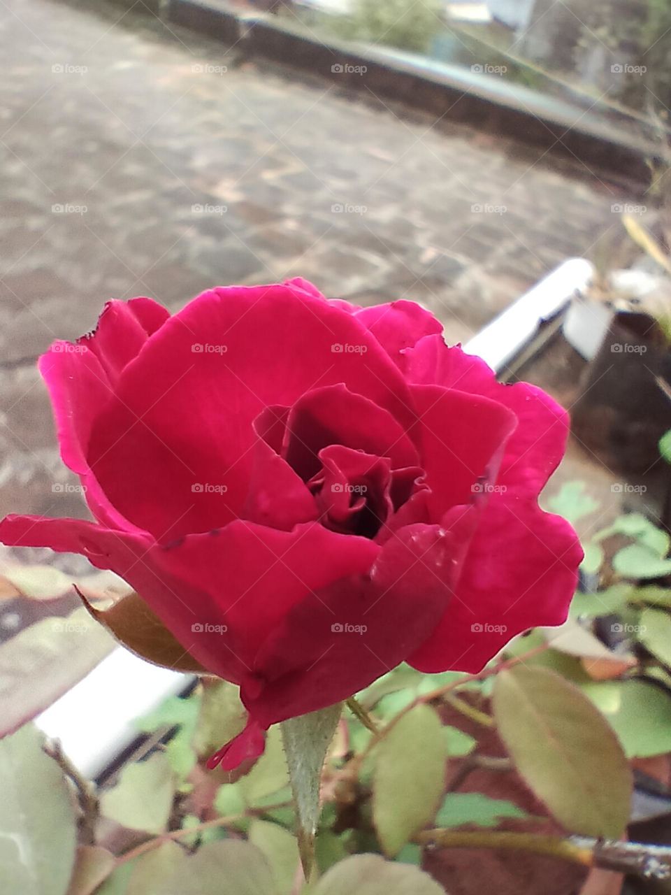 Beautiful Rose
