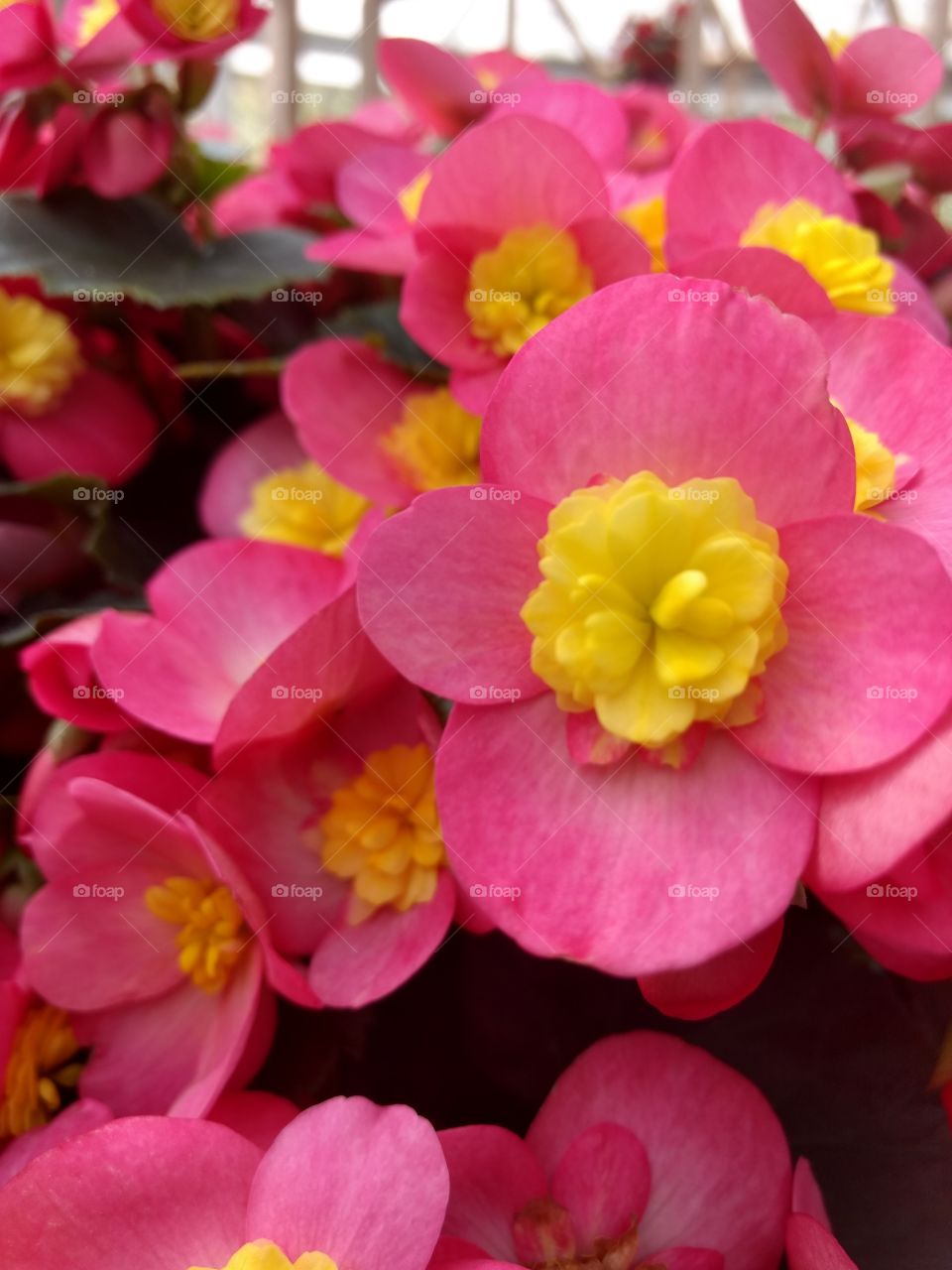 incredibly bright yellow and pink flower surrounded by smaller ones