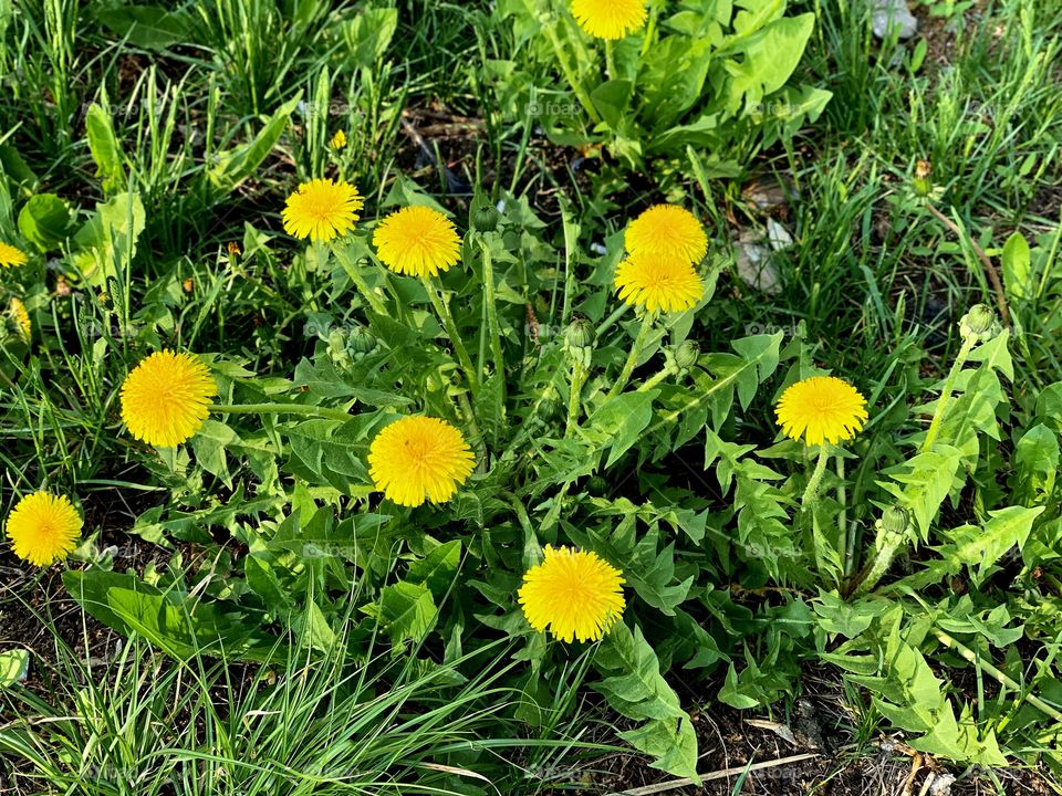 Yellow dandelions in green grass