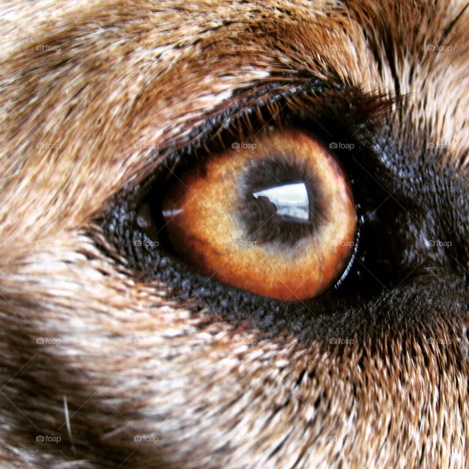 The world threw my dogs eye