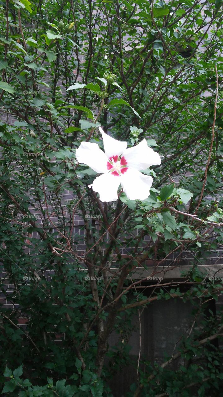 Flower, Flora, Tree, Nature, Leaf