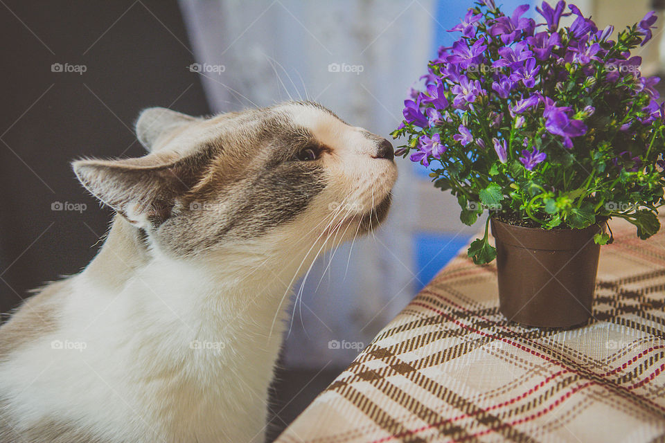 Close-up of cat with plant