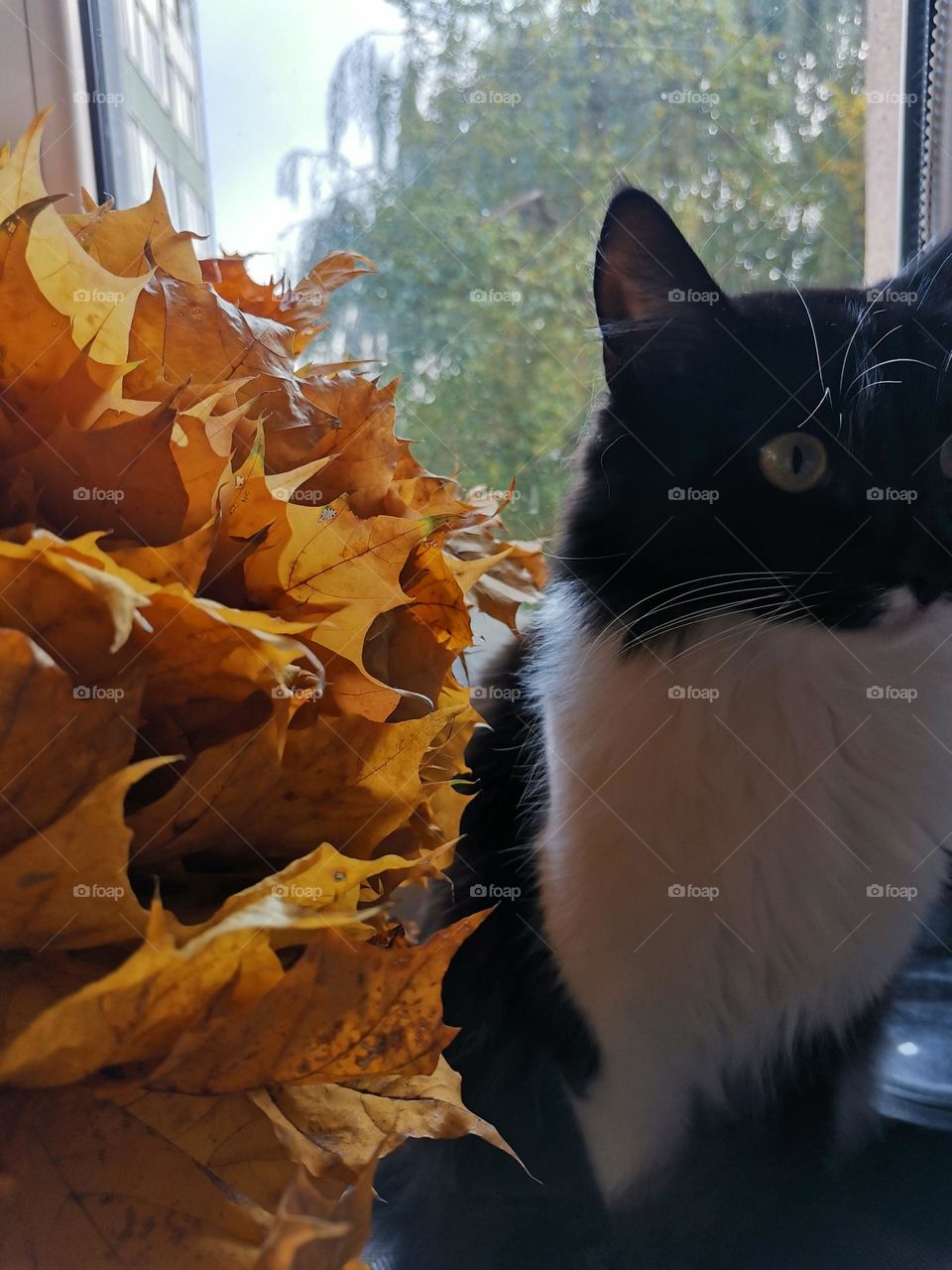 Autumn @milanabakhorina