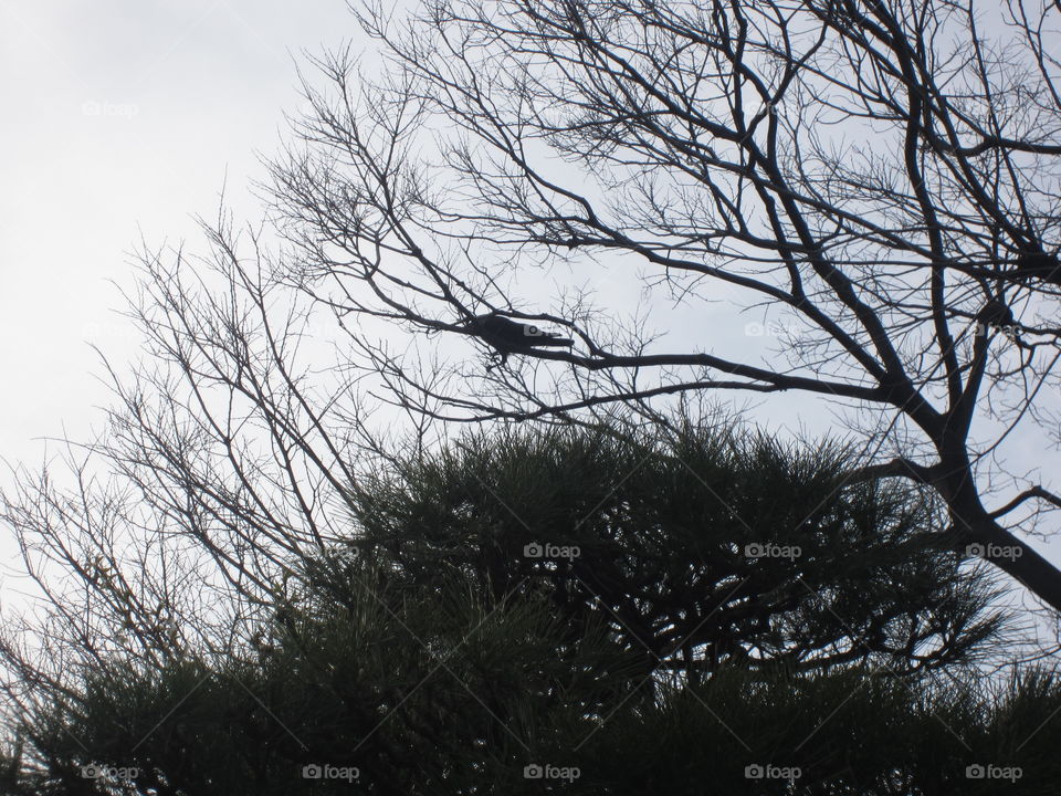 Asakusa Kannon. Tokyo, Japan. Sensoji Buddhist Temple and Gardens. Black Crow in Tree Branches. Silhouette.