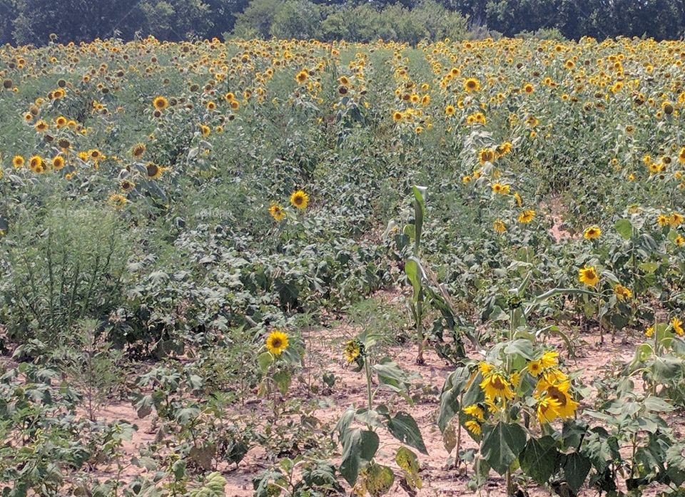 Happy sunflowers