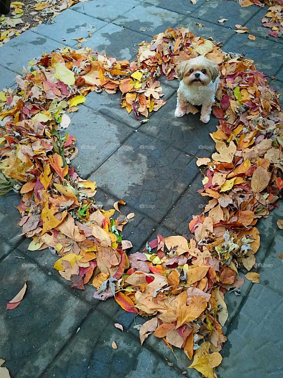 I Heart Autumn