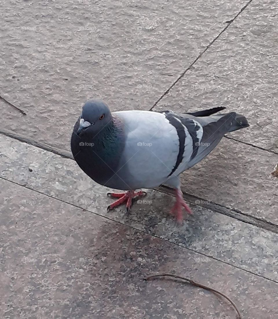 paloma en ciudad