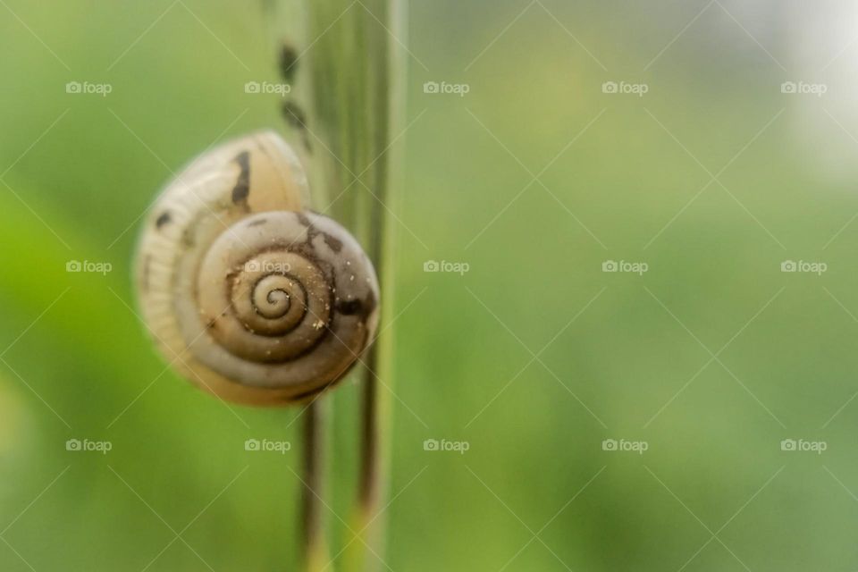 Snail eating