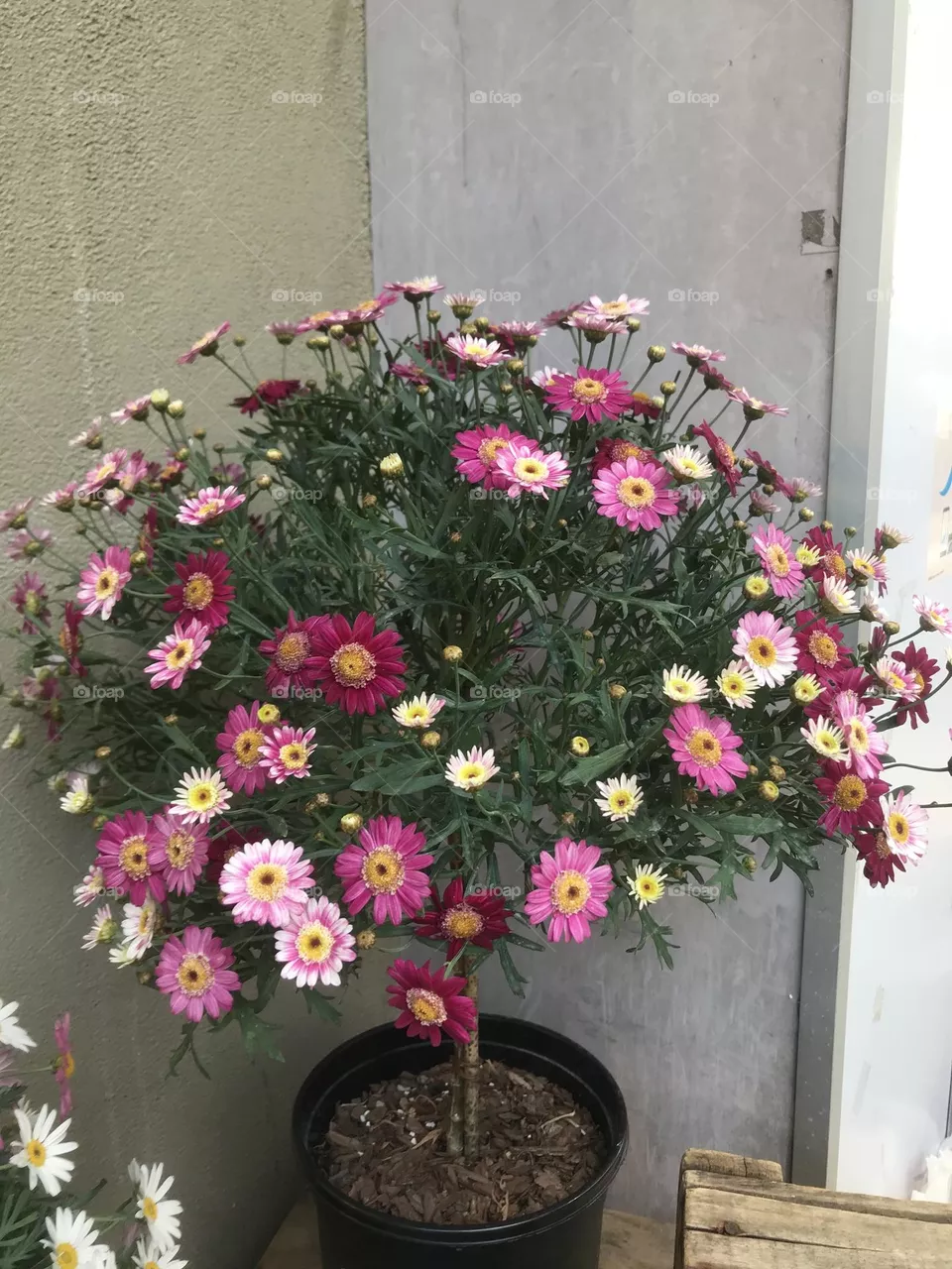 Plants