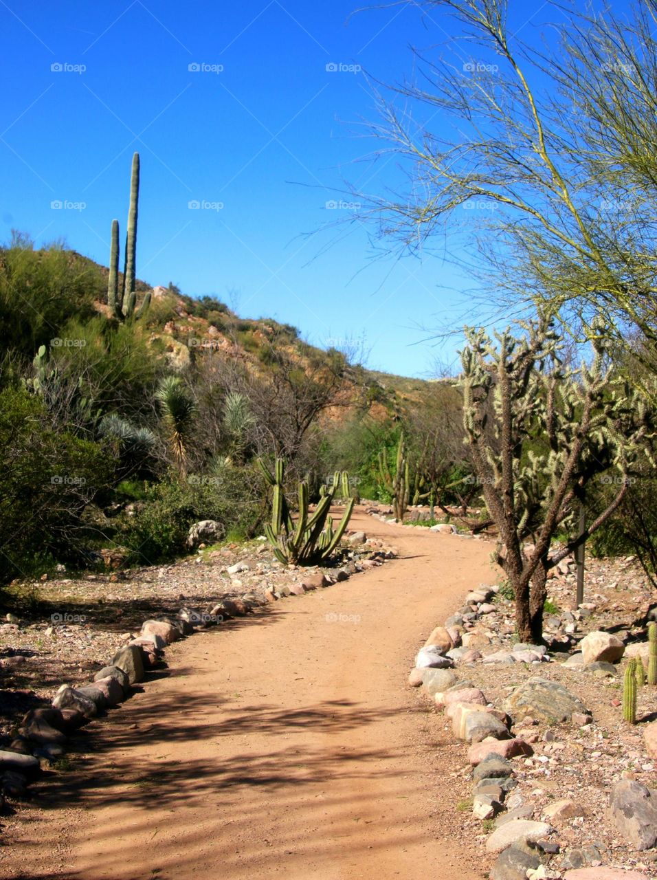 Stroll through a Desert Park
