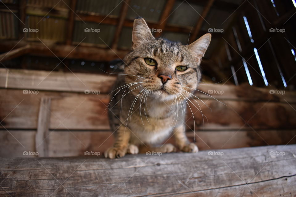 Willie (Nelson) catching mice in the rustic, vintage barn. 
