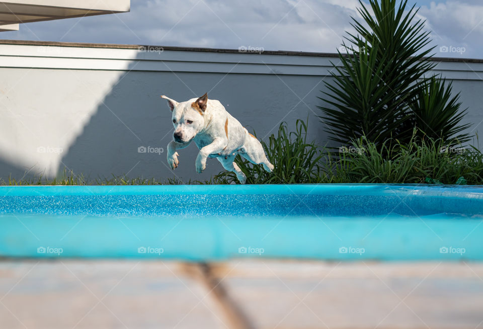 Dog jumping into the pool