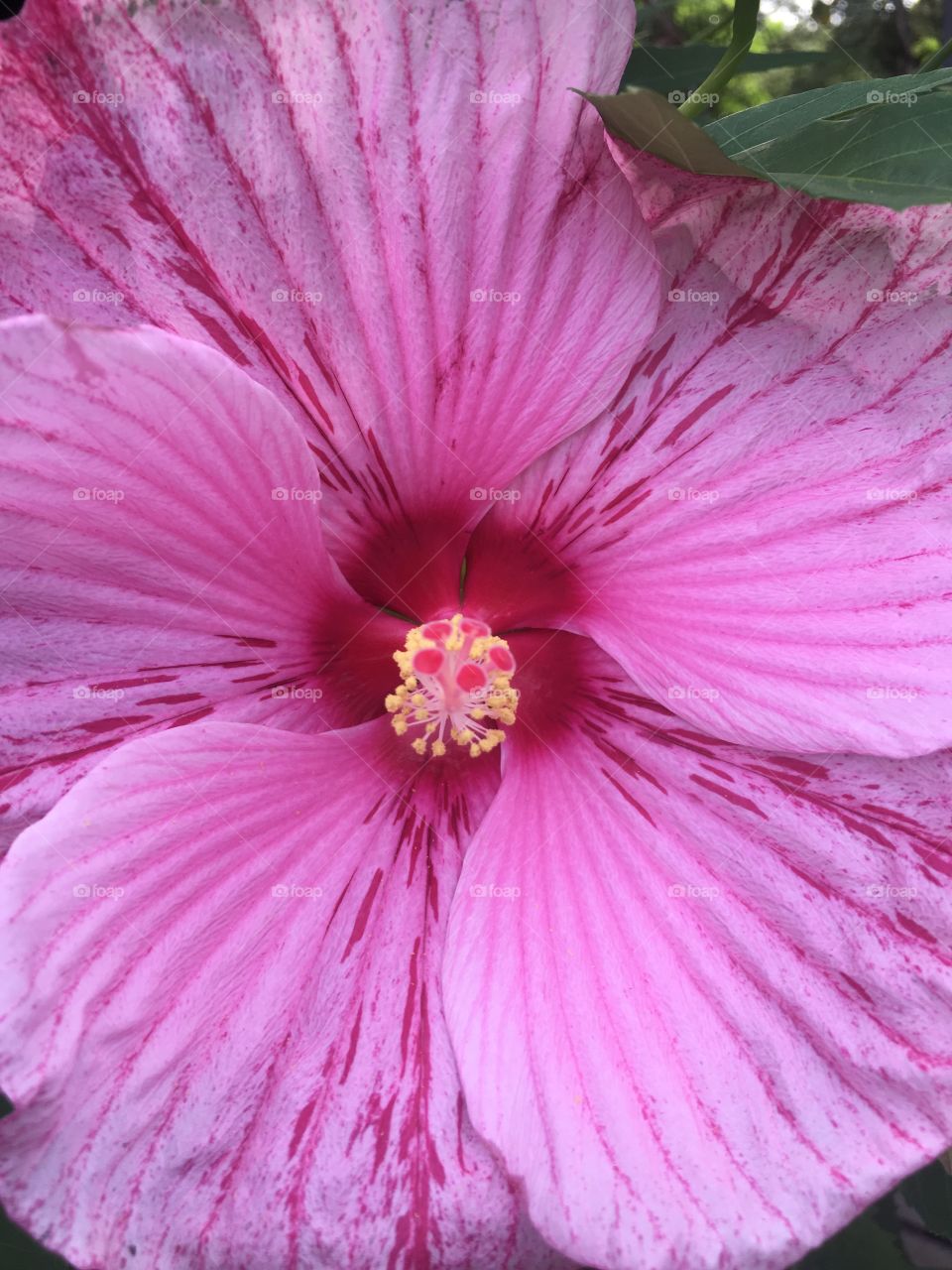 Pink hibiscus flower 