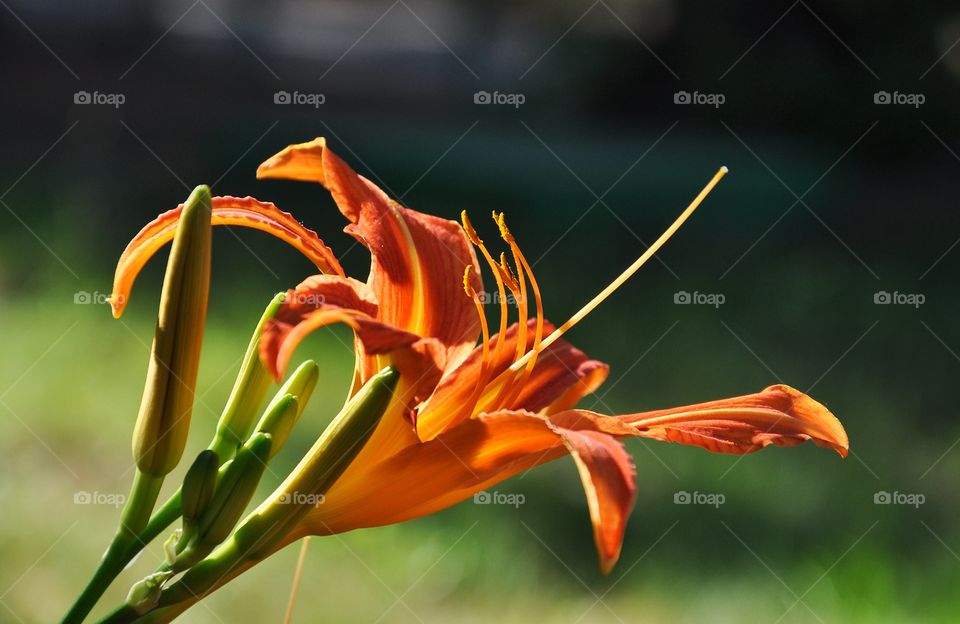 Close-up of orange flower