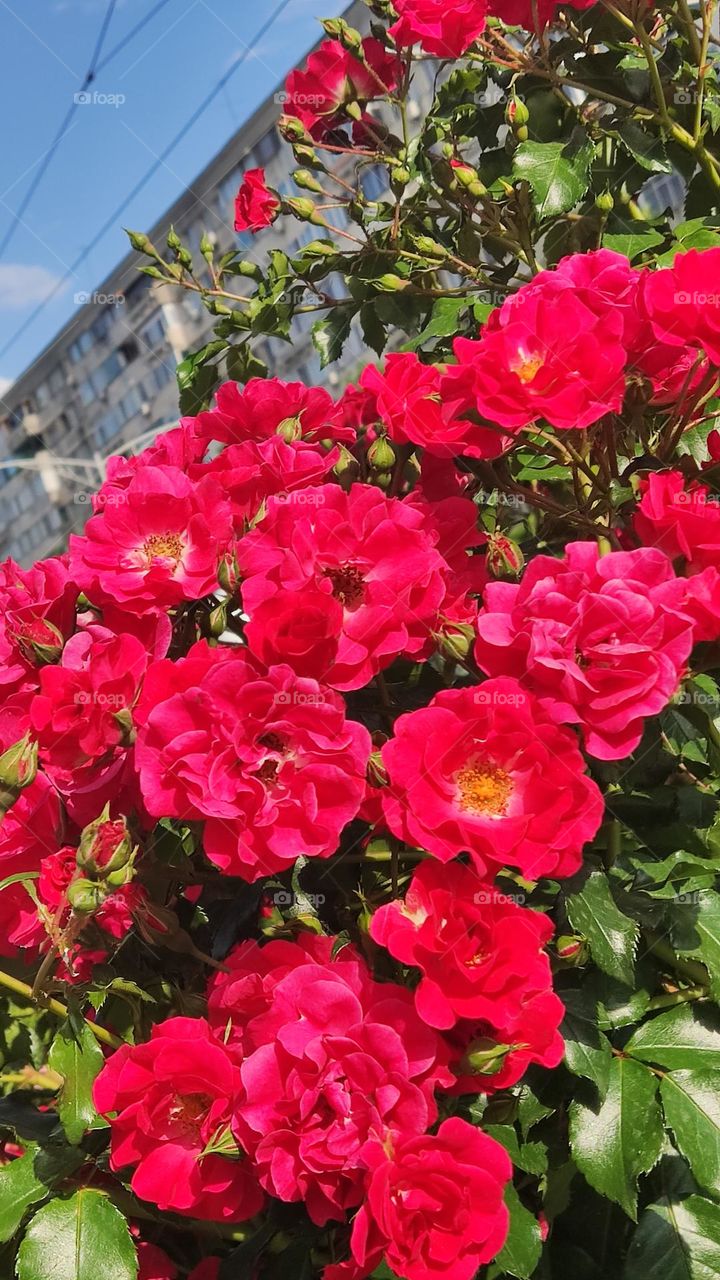 city ​​roses