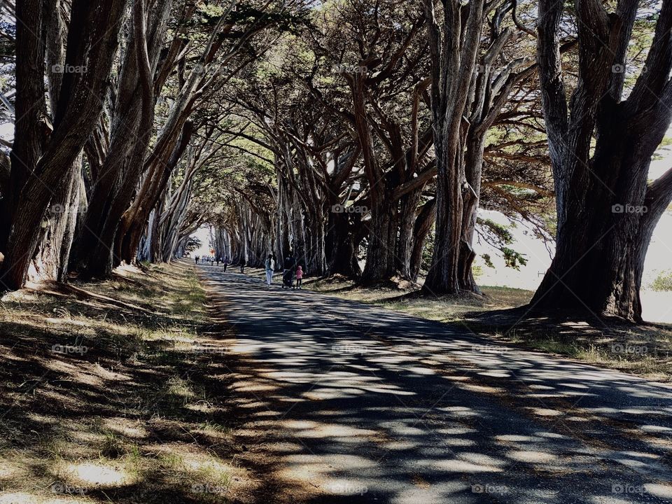 cypress tree tunnel