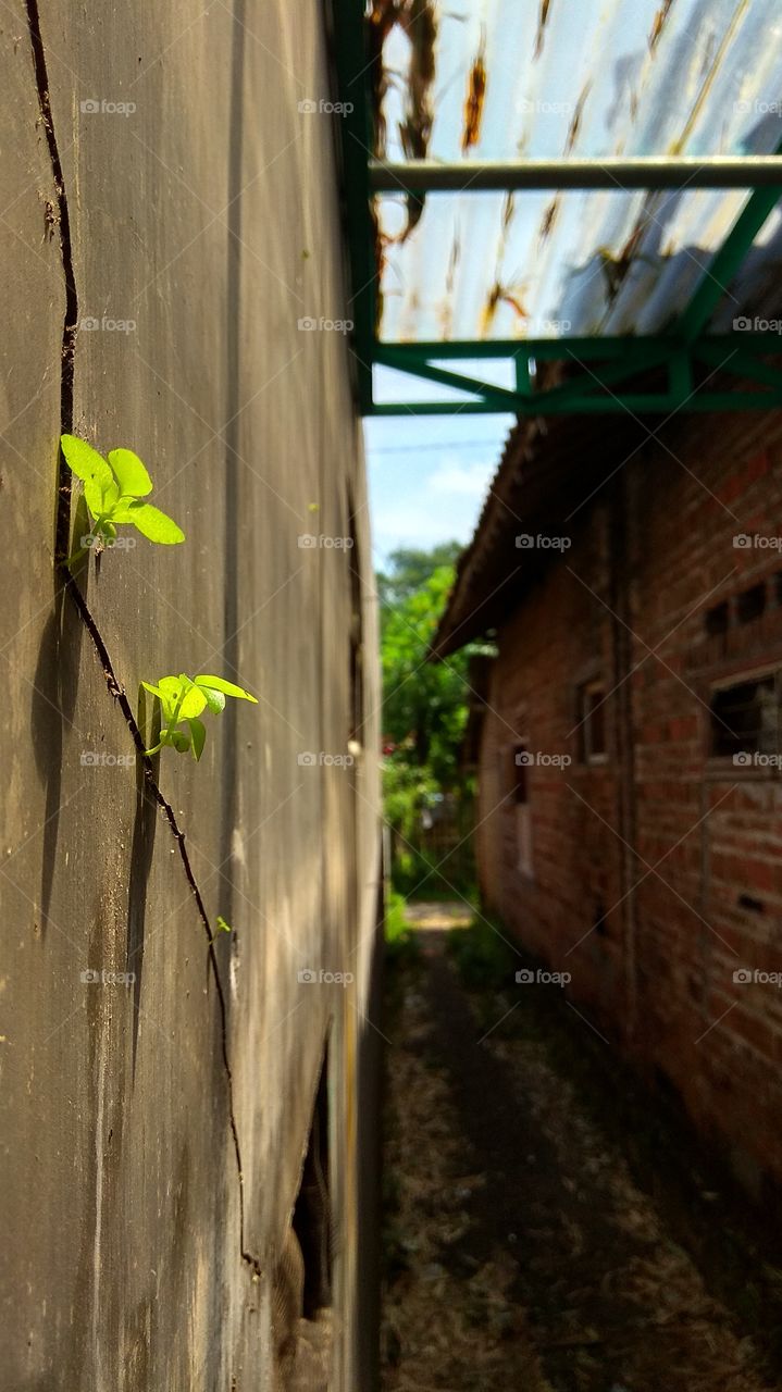 grow in the wall