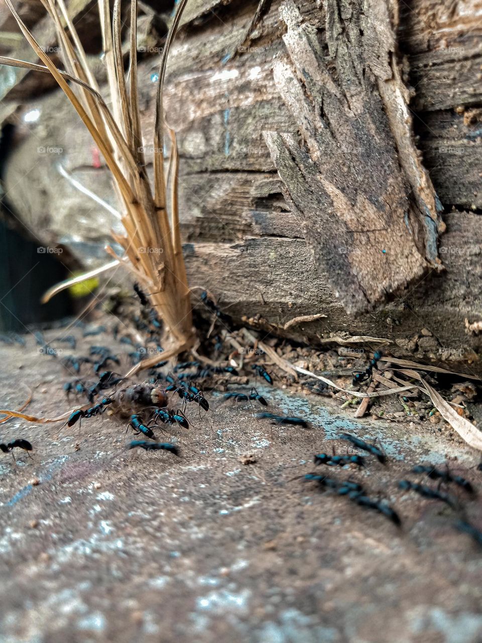 swarm of black ants.