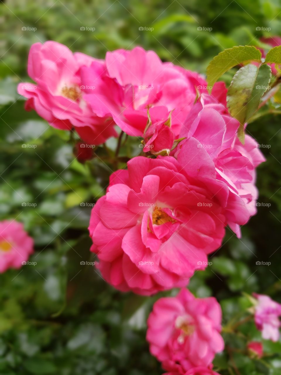 Pink roses close-up, cluster of flowers