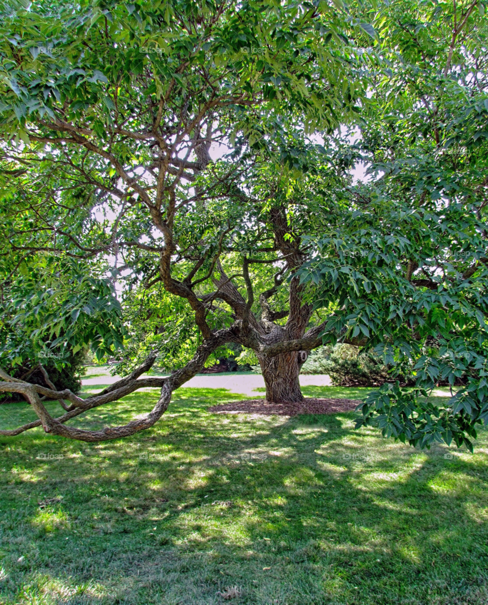 green summer tree old by landon