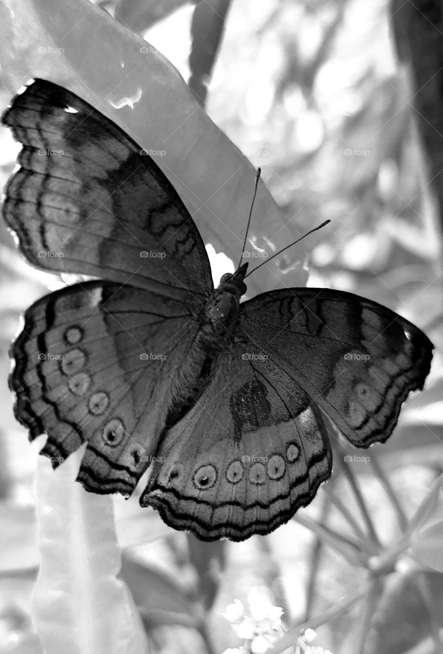 Junonia hedonia, brown pansy, brown sissy, army brown or brown argus, is a butterfly found in Southeast Asia, Indonesia, and Australia