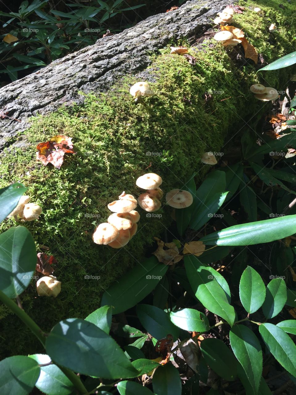 There’s A Fungus Among Us