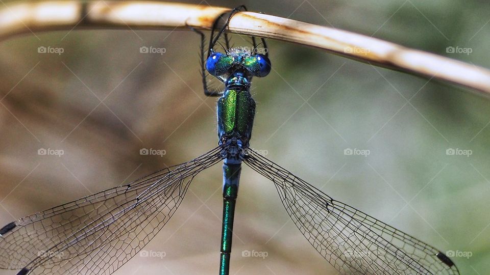 Caballito del Diablo