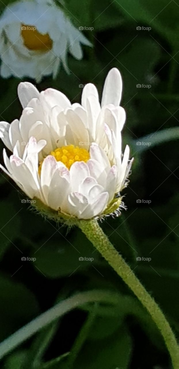 white flower