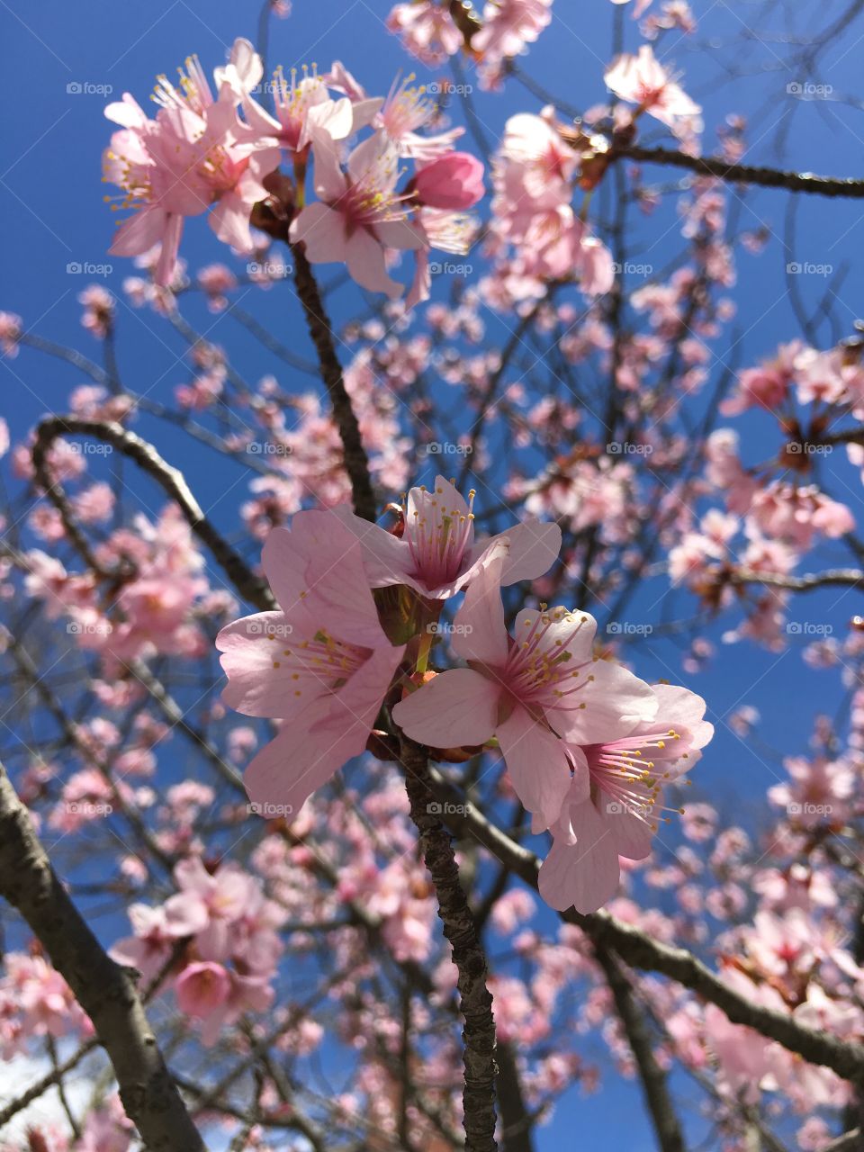 Pink cherry blossoms in spring