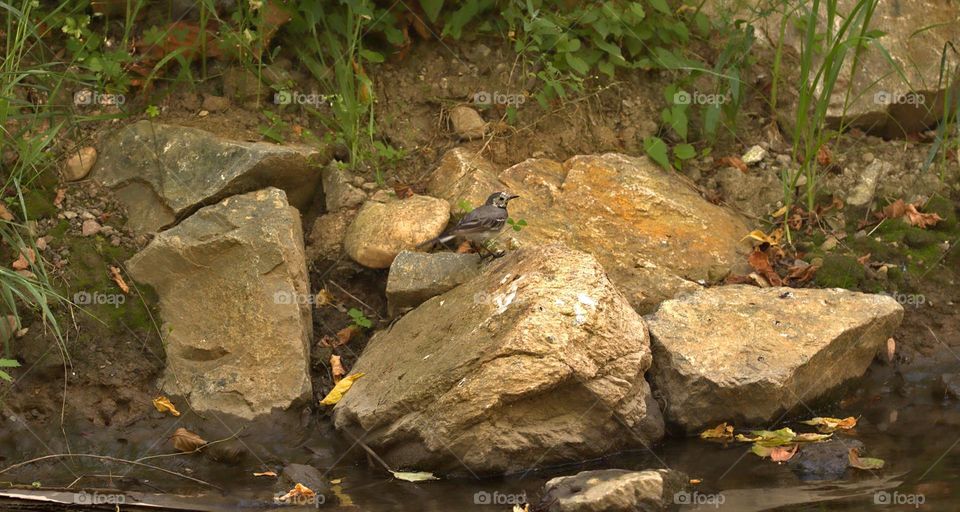 Motacilla alba on rocks.