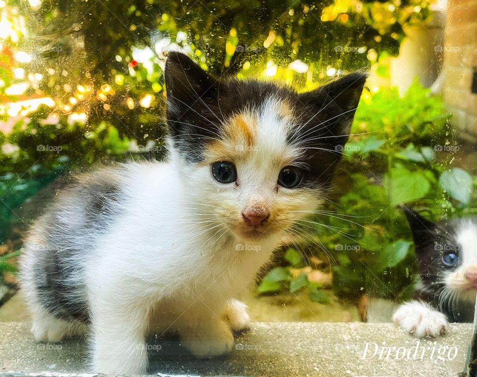 “The smallest feline is a masterpiece.” 