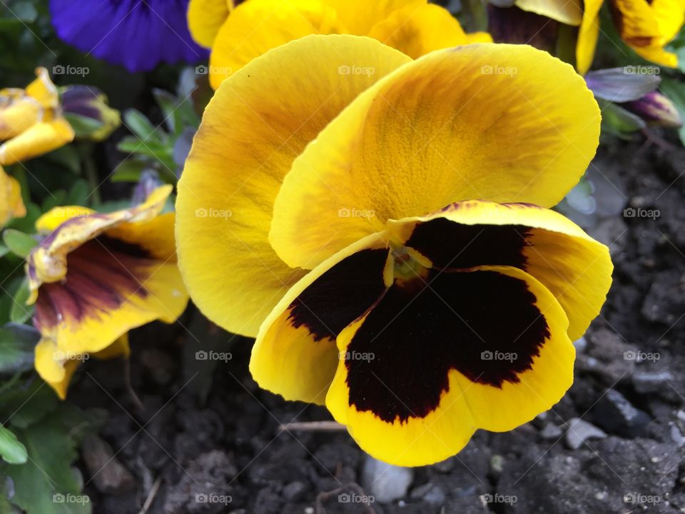 Yellow spring blooming flower