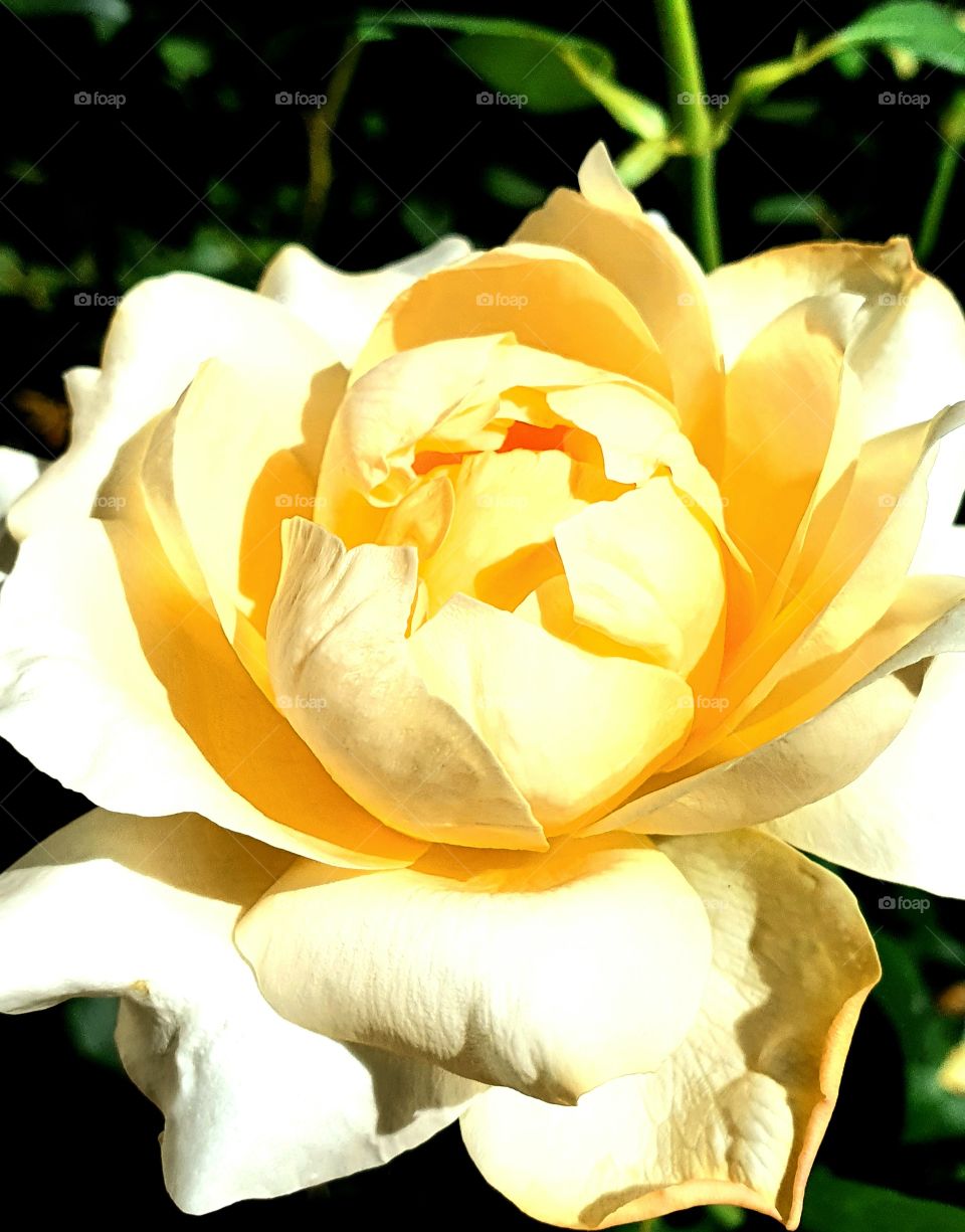 Yellow rose