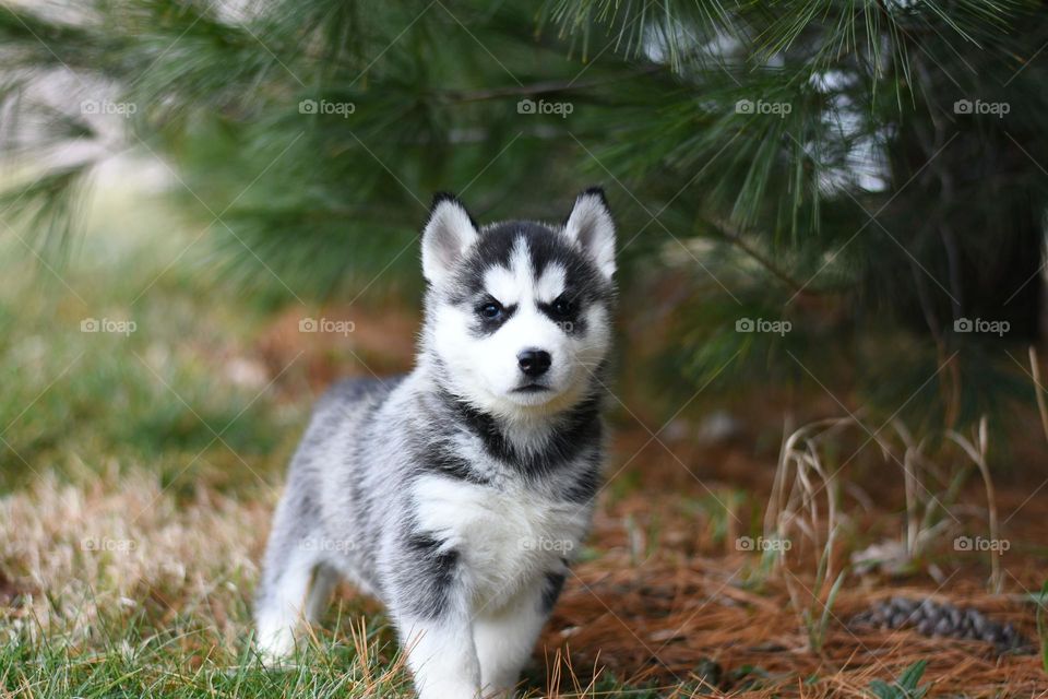 A husky puppy relaxing outdoor what a wonderful day