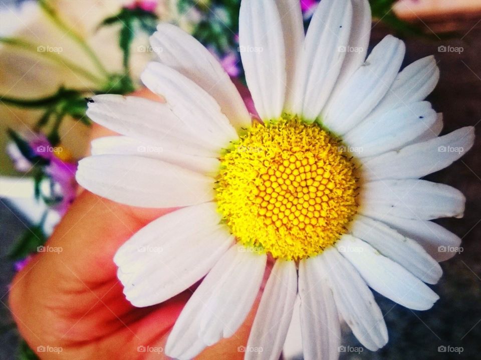 Uma flor dentre varias 