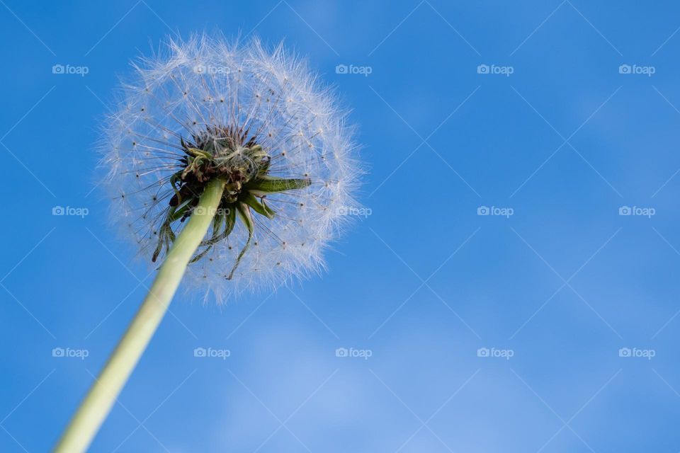 Dandelion View from Below