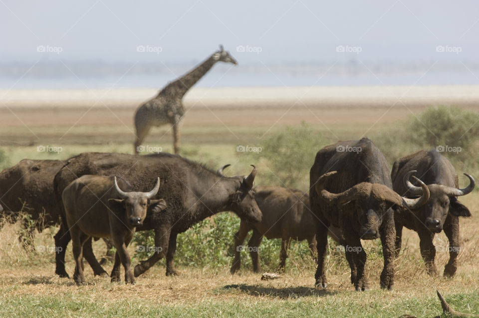 Caffer buffalo and giraffe in Serengeti Tanzania.