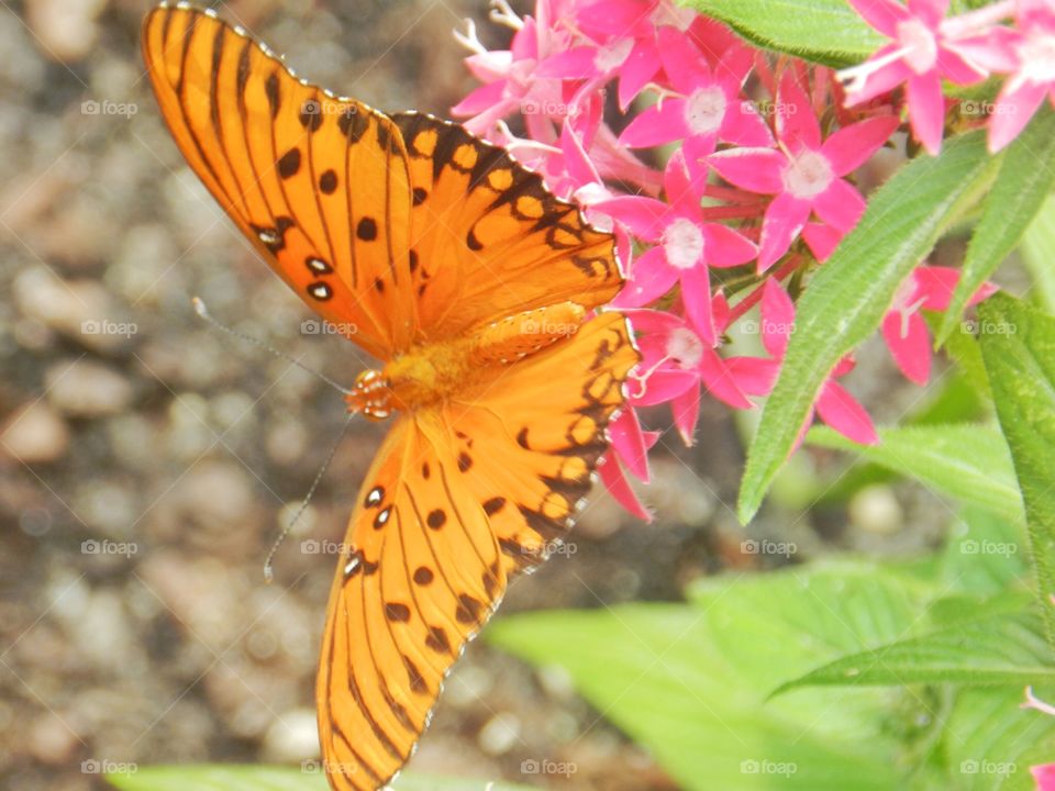 Nature, Butterfly, Summer, Insect, Flora