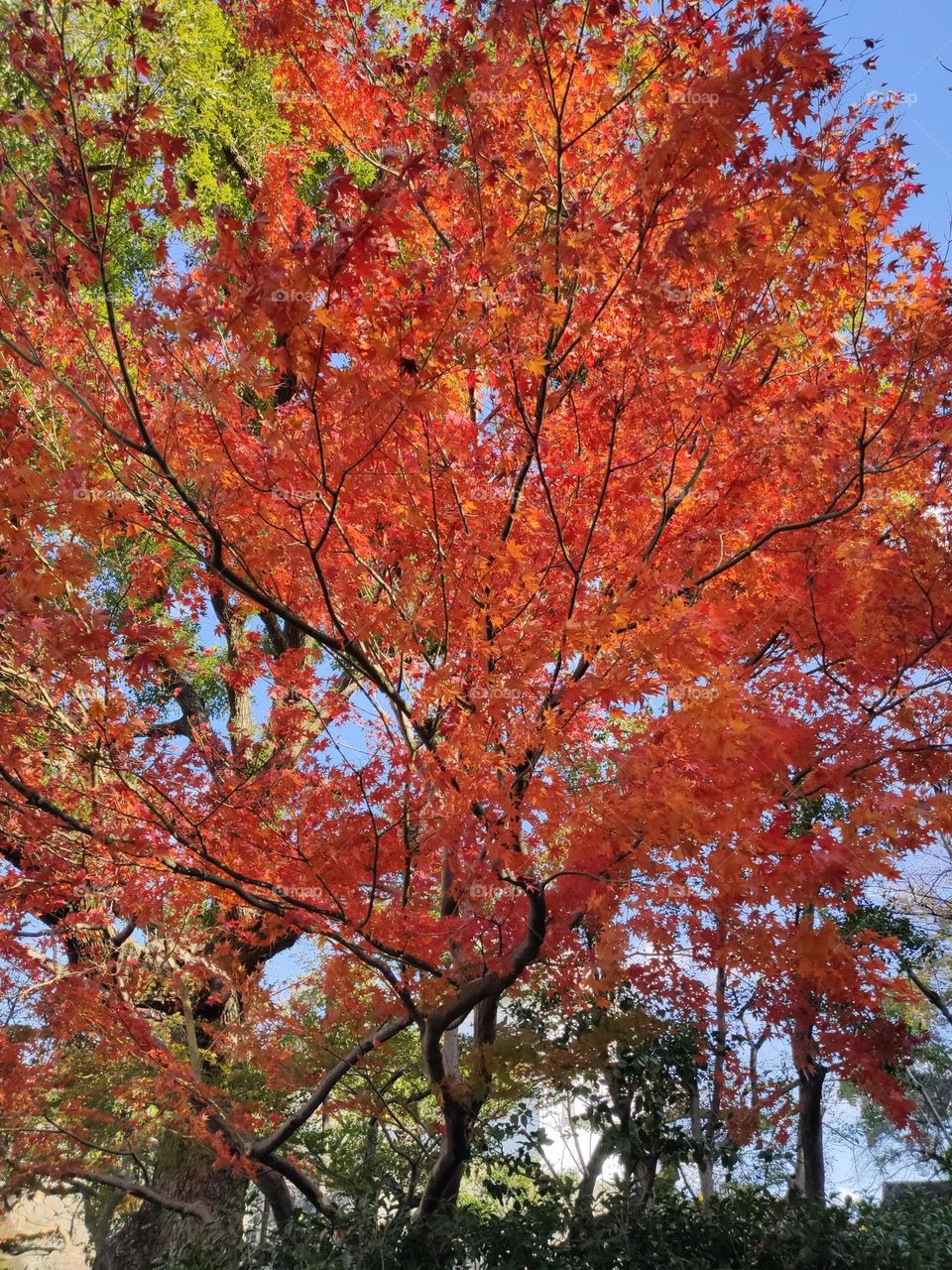 Maple tree