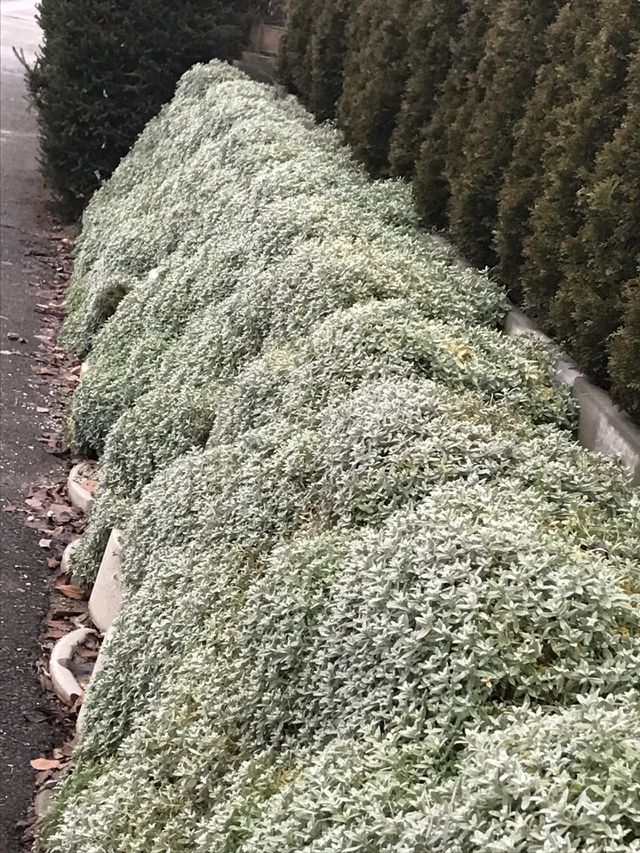 Aussen-Dekoration von Natur aus