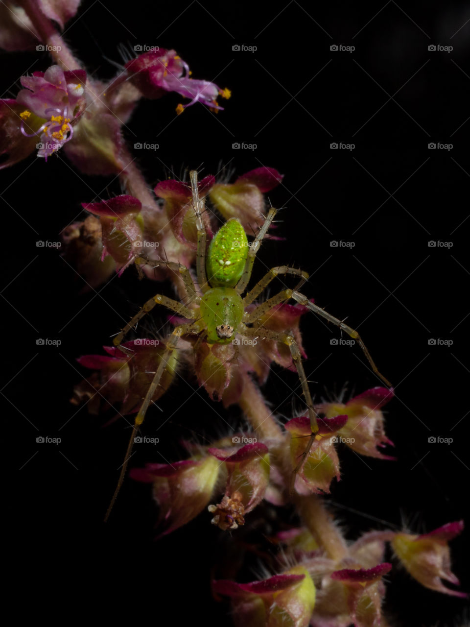 Green Crab Spider