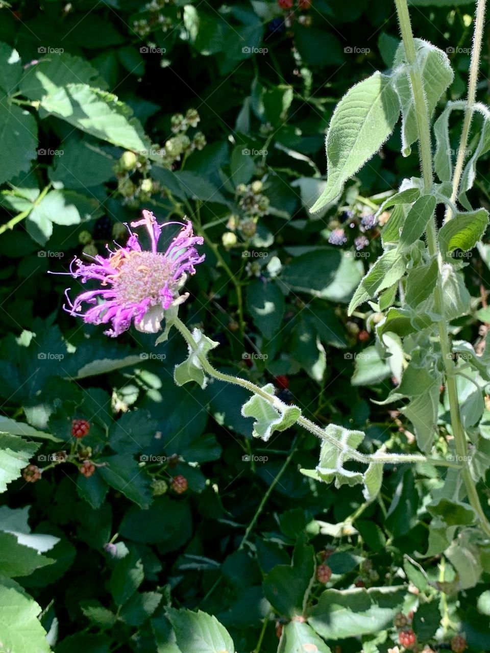 Tattered flower 