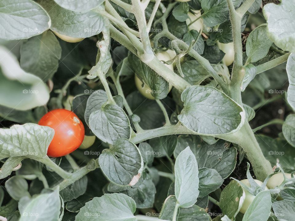 Garden plants 