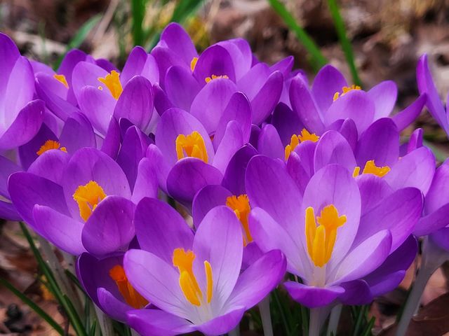 Crocussen in bloom in the Netherlands
