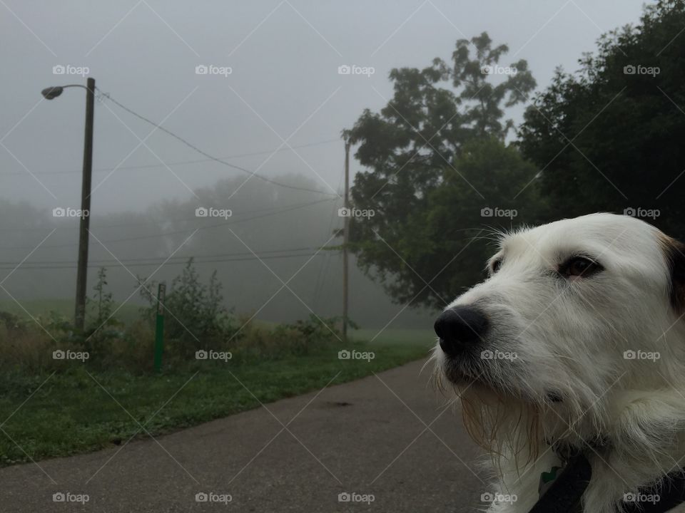 Walking dog on a foggy morning