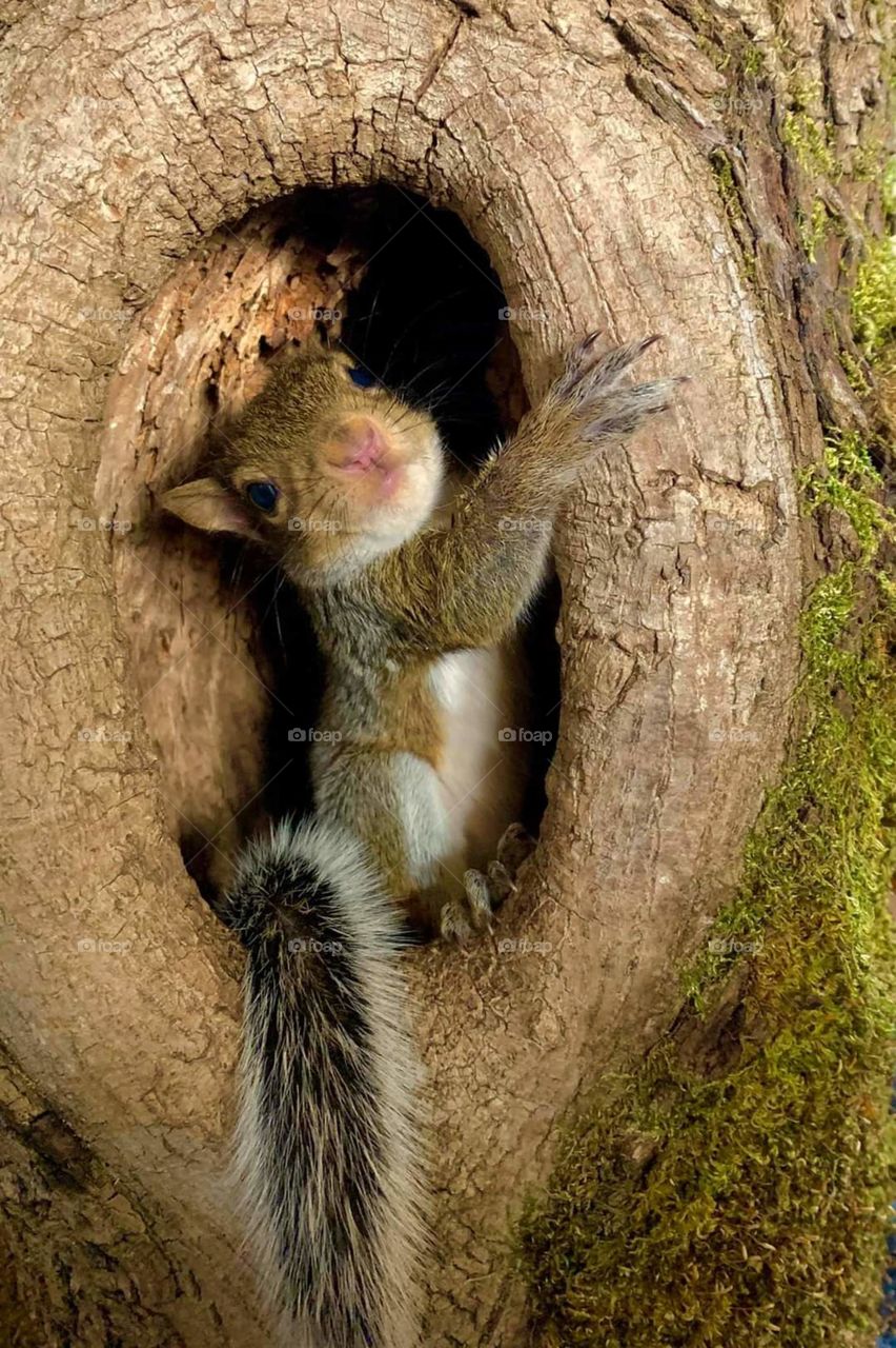 squirrel posing for picture in a tree