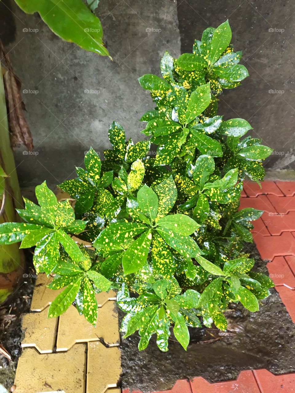 Croton  Codiaeum variegatium Plant
Beautiful Leafs

Green and Yellow