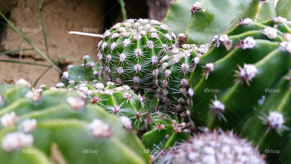 Cactus, Spine, Succulent, Prickly, Sharp